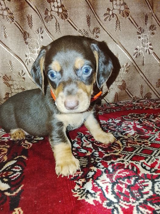 Продам щенков таксы