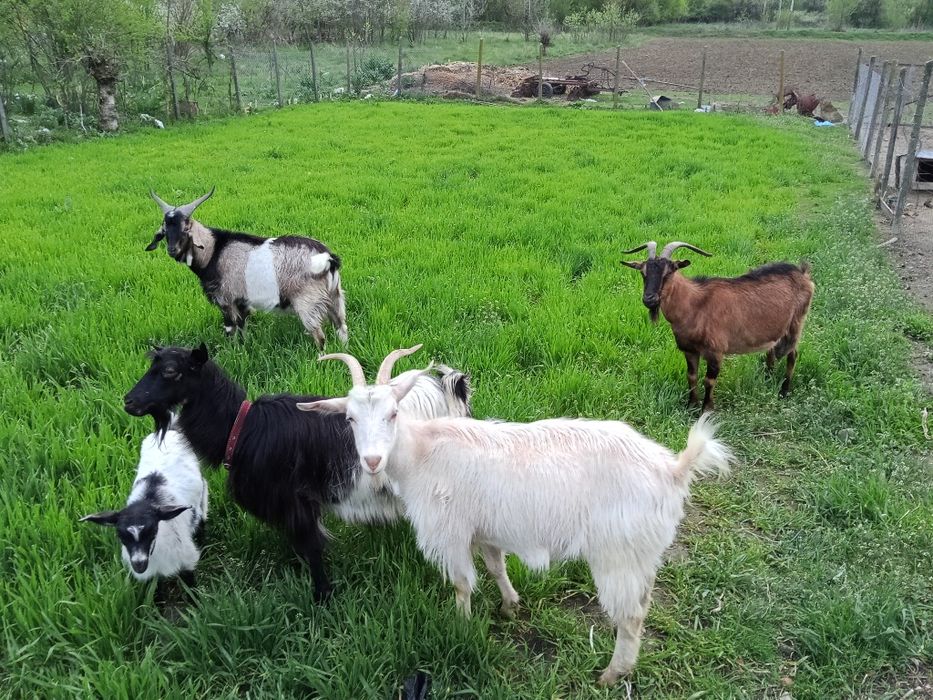 Capre și țap de vânzare!