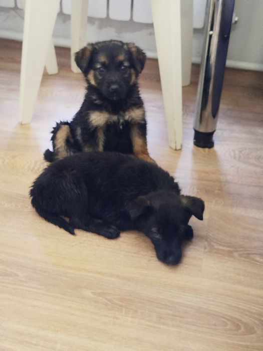 Щенята 1,5 месяца