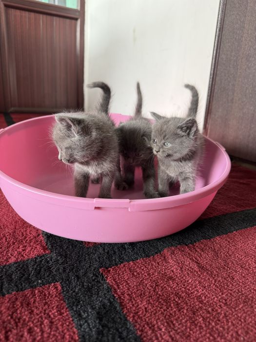 Отдам котят только в хорошие руки!