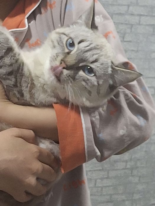 Mushuklar sotiladi xar xil paarodali