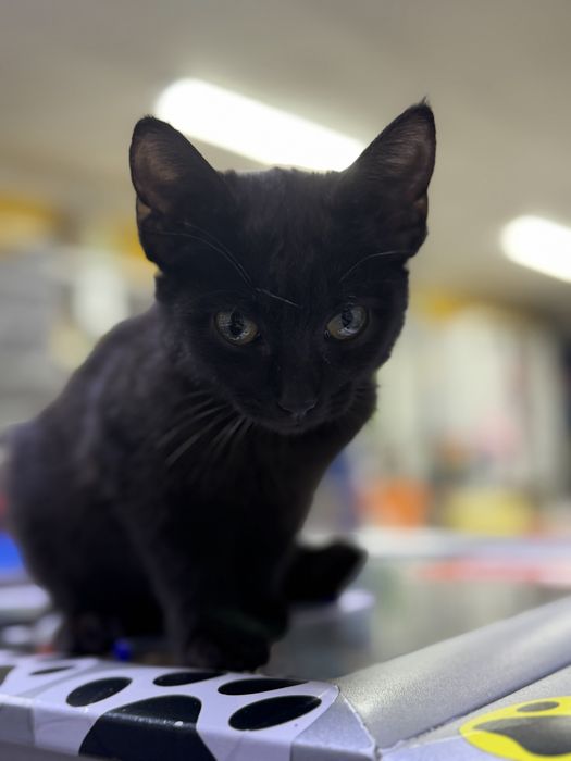 Котенок в добрые руки!