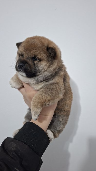 Щенки щенки Сиба-ину )))