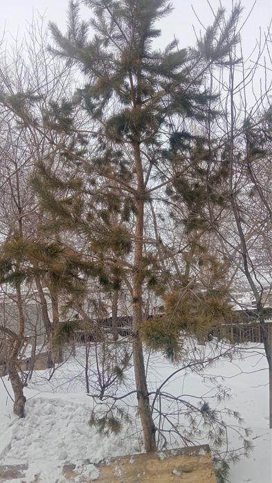 Елка продаем есть большой маленький