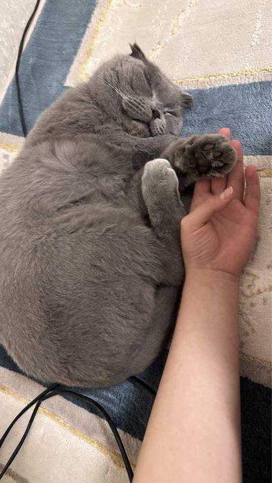 Продам британского кота