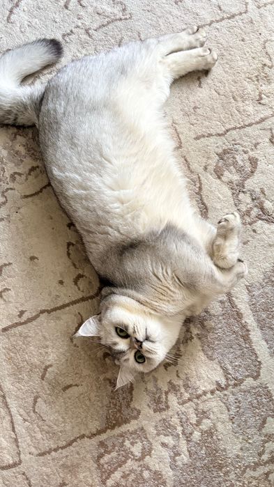 Продам котенка серебристая шиншилла скоттиш-страйт