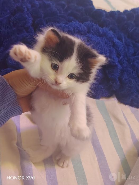 Отдам даром котята