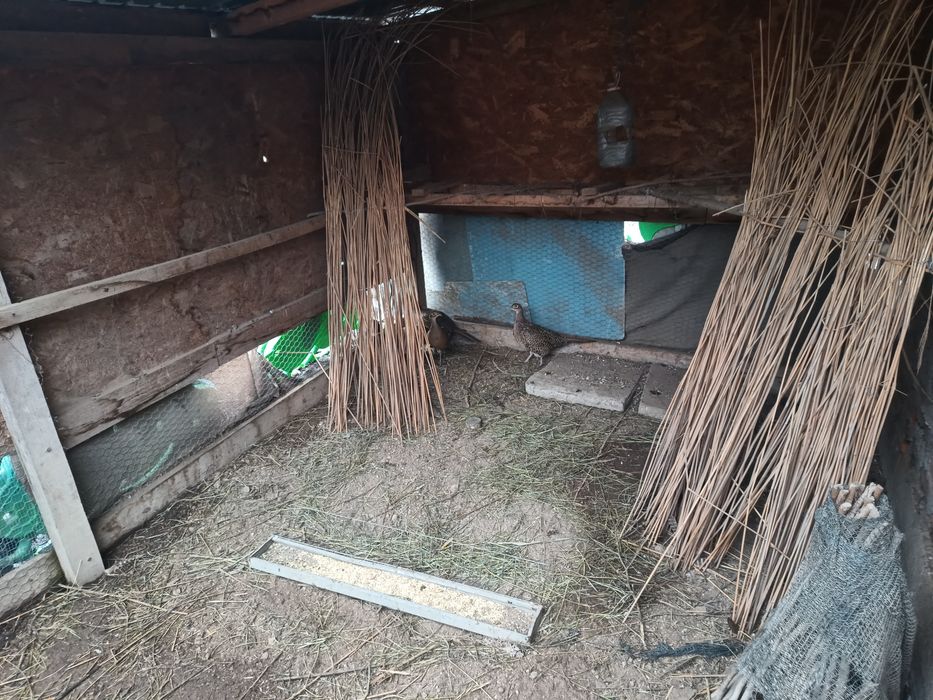 Vând familie de fazani comuni