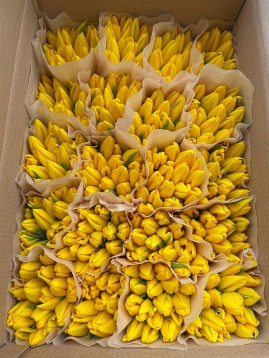 Тюльпаны оптом и в розницу