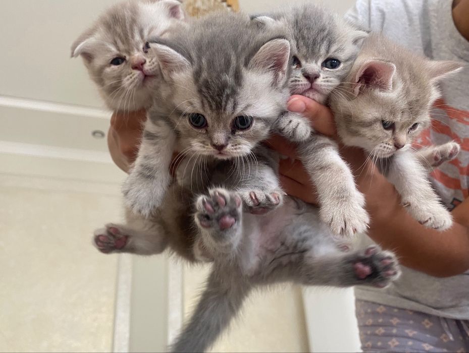 продаётся милые котята пародисты 100k 120k
