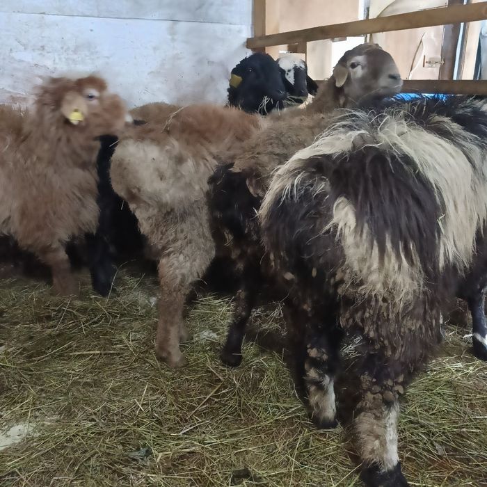 Продам баран жирные