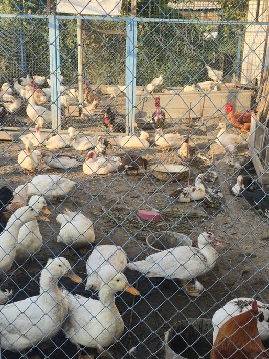 Продам уток пекинок и индоуток.