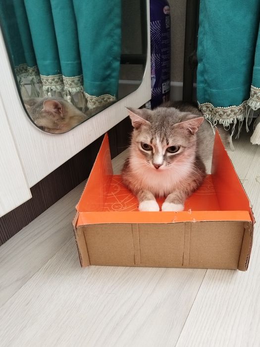 Стерилизованная умная кошечка