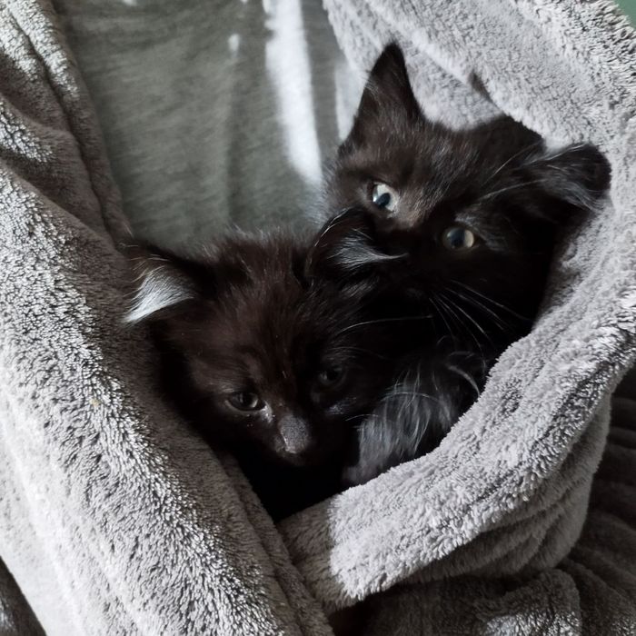 отдам котят бесплатно