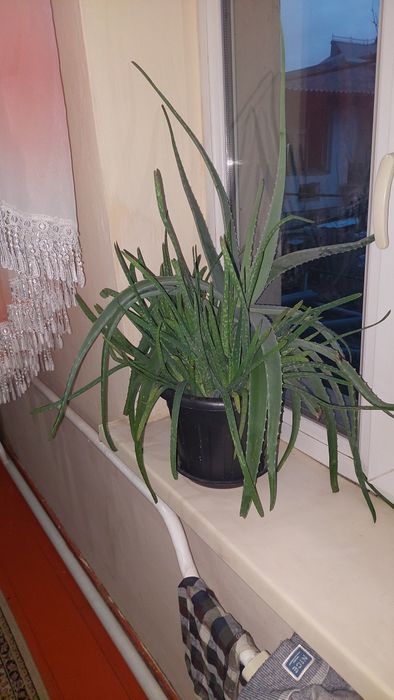 Алоэ гүлі сатылады. Цветы Алоэ вера