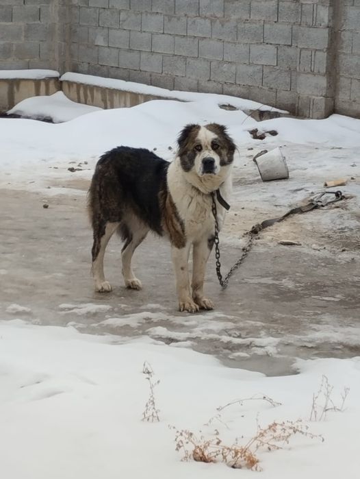 Продам продам собаку