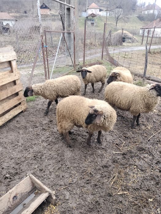 Oi Suffolk de vanzare