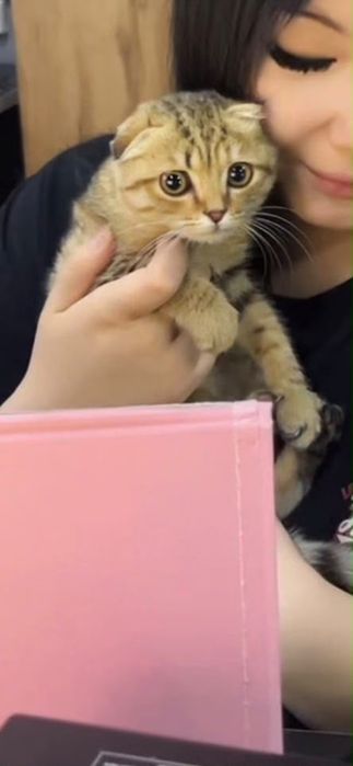 котенок вислоухий