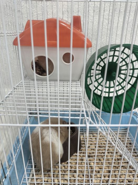 Продам  Джунгарских хомяков