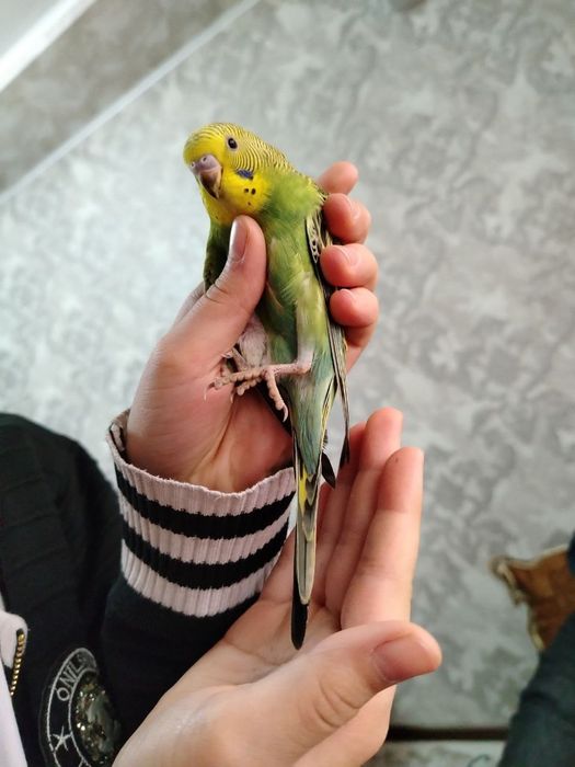 Мир волнистых попугаев