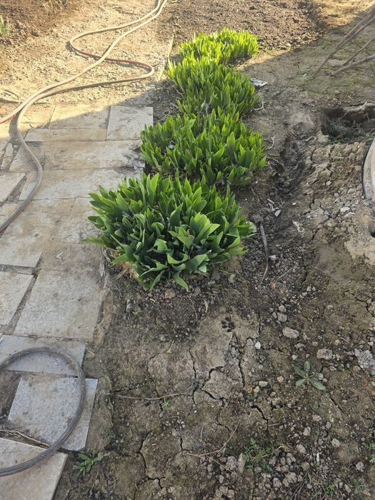 Рассада көшет Ирис цветы