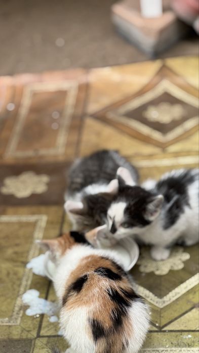 Отдам котят 2 месяца
