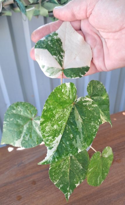 Цветы комнатные  .