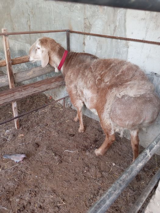 Зоти кучкор Арашан