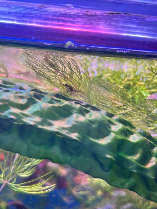 Креветки для аквариума