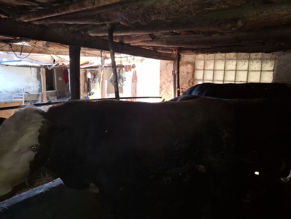 Букалар, 110 млнга 3 та букка