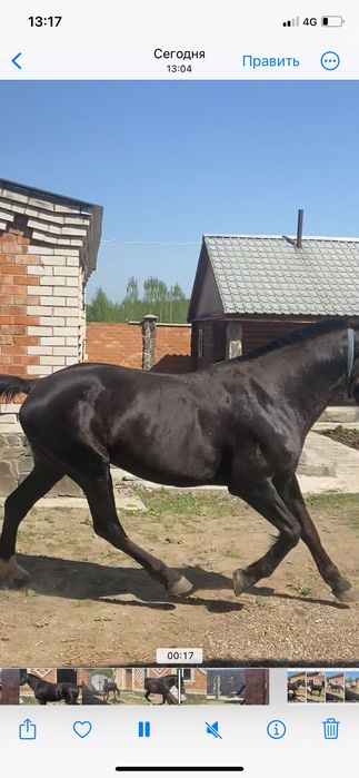 Продам коня француза