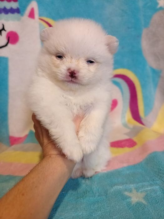 Щенки немецкого шпица.