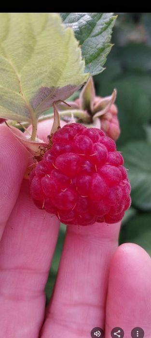 Малиновое варенье