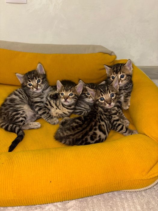 Бенгальские котята