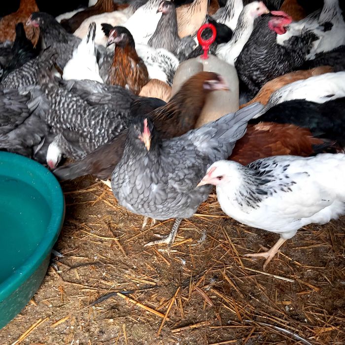 Vând puicute ouă "Dominante"