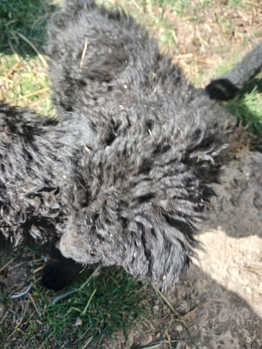 Căței de întors de o lună jumate