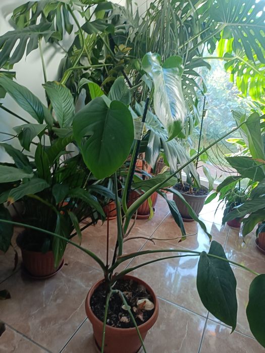 Vand plante verzi