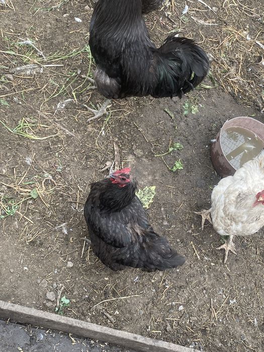 Продам курей гусей
