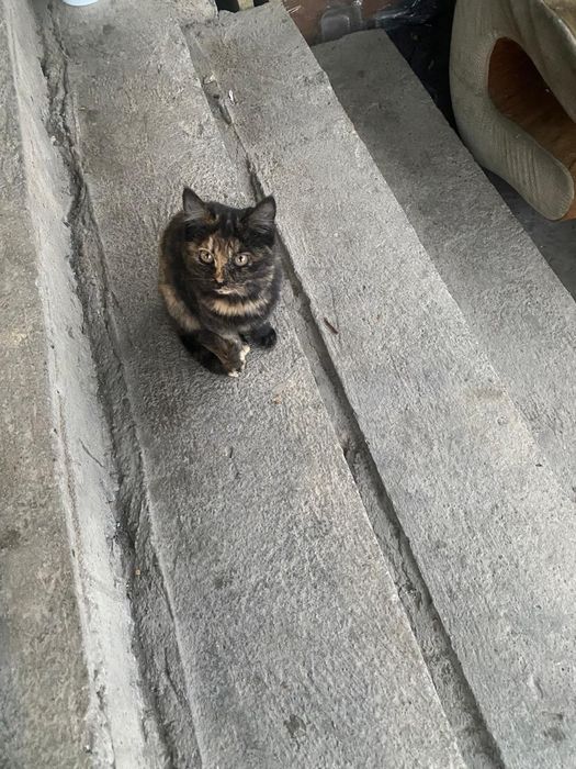 Отдаю котят в хорошие добрые руки