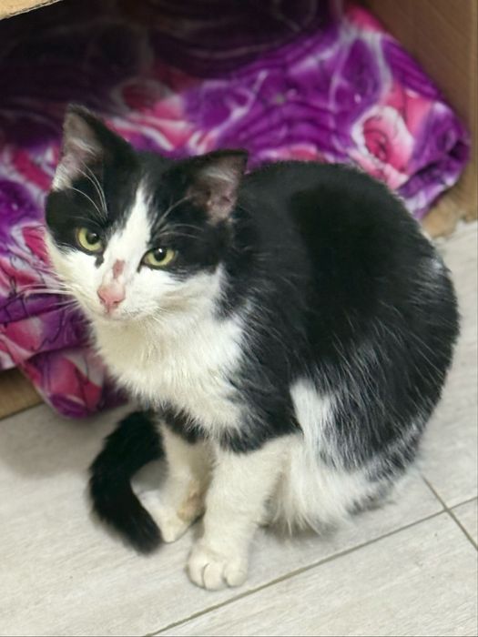 Котик ищет дом и любящих хозяев