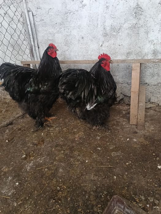 Cocos cochinchina uriaș