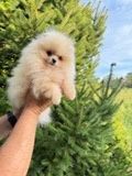 Продавам мъжко померанче