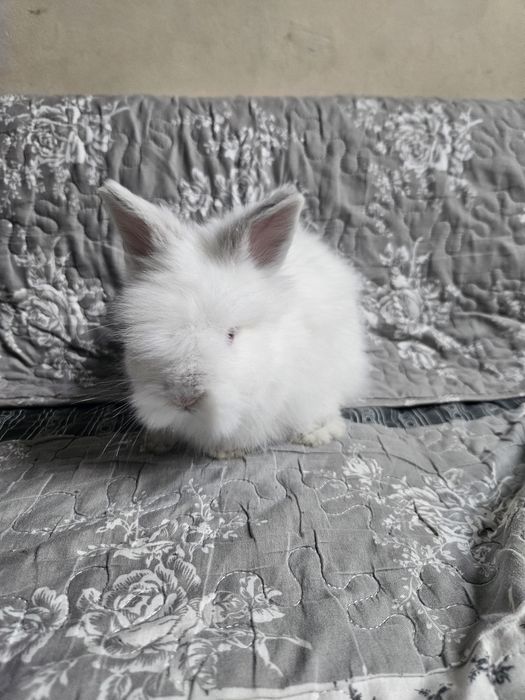 Iepurași cap de leu pitic, rasă pură