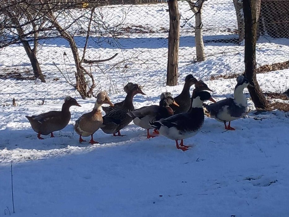 Rate romanesti si lesesti de vanzare