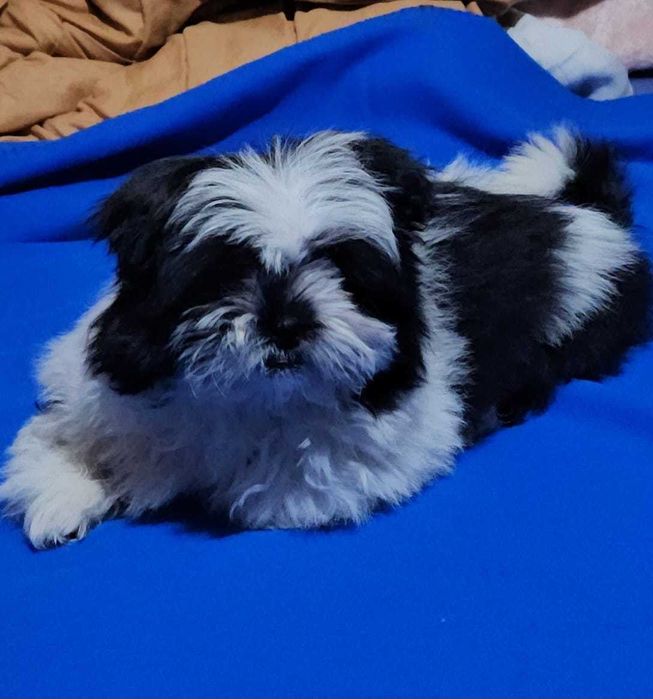 Fetita superba alb negru rasa shih tzu