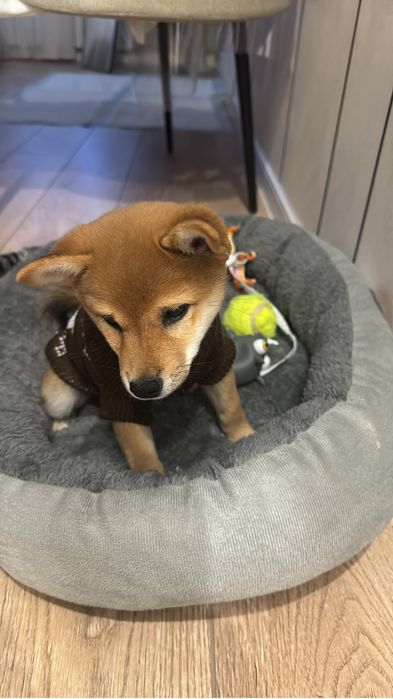 Продаи щенка Сиьа ину