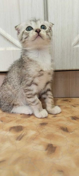 Продам породистых котят.
