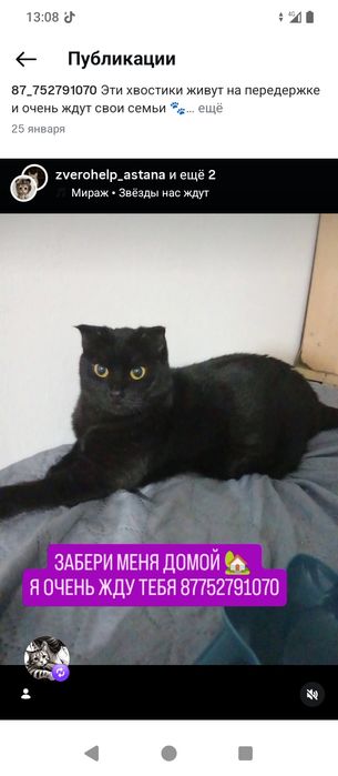 Багира ищет семью