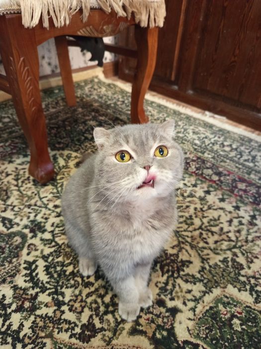 Шотландская вислоухая кошка