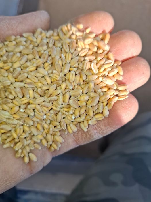 Vând grâu și porumb